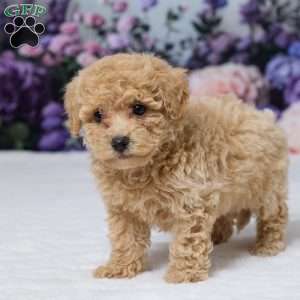 Della, Bich-Poo Puppy